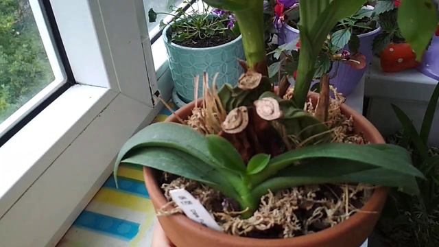 Ликаста. Мой уход в домашних условиях.