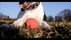 ВСЁ О ПОРОДЕ БУЛЬТЕРЬЕР