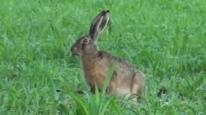 Зайцы в дикой природе. Жизнь зайцев в природе