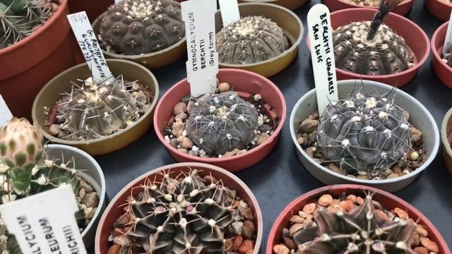 Gymnocalycium Collection Cactus Plant Complete Tour 2020 | Oct. 1 | No watering for 6 months смотреть онлайн