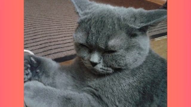 КАК РОСЛА МОЯ КОШКА?Silviya смотреть онлайн