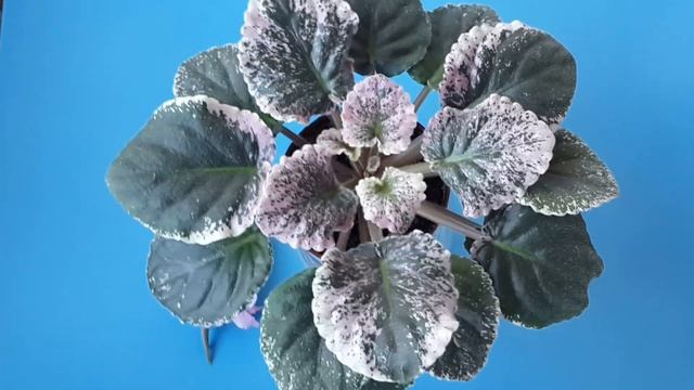 Что делать с фиалкой после цветения? смотреть онлайн