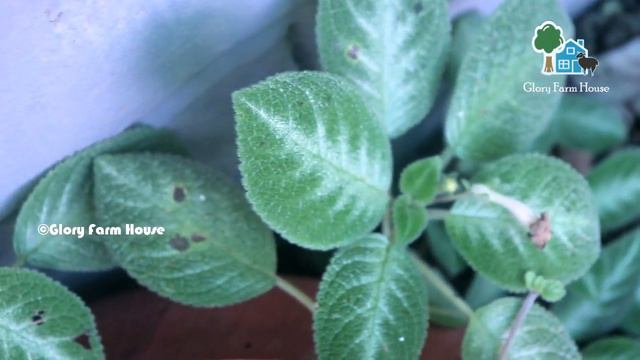 50 മുതല് 700 രൂപയിലധികം വിലയുള്ള Flame violet/Episcia ചെടികളിവയാണ് смотреть онлайн
