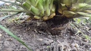 Юкка. Летняя обрезка. Юкка нитчатая