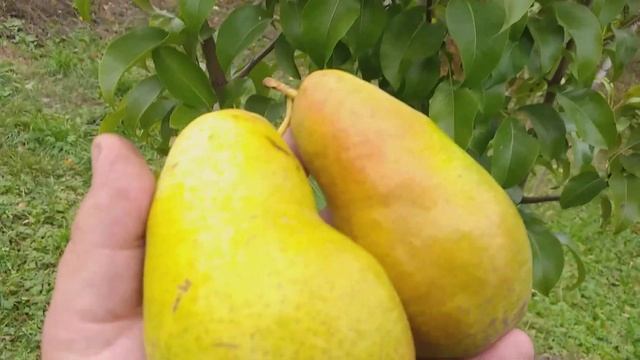 Груша сорт зимний Амфора( pear Amfora) смотреть онлайн