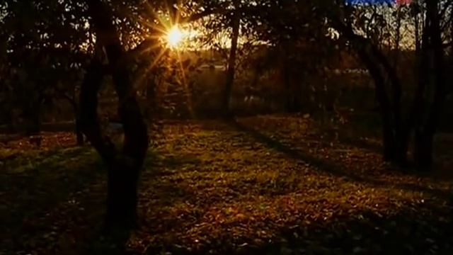 Псковские лебеди. Страна птиц. смотреть онлайн