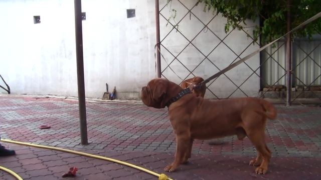 Охрана Питомник бордоских догов «Perle de France» http://perl.petsinform.com/ смотреть онлайн