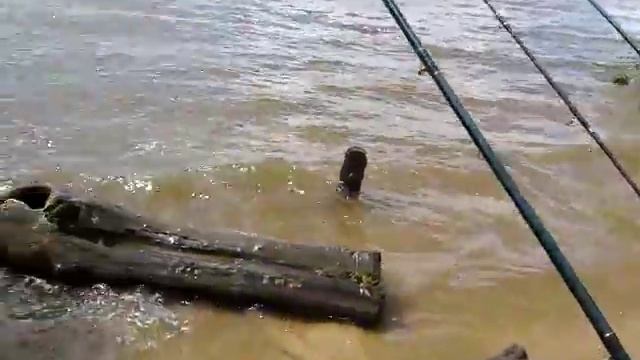 Ловля леща на Сурском водохранилище 13-14 июня 2017 смотреть онлайн