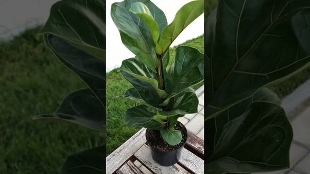 Фикус Лирата Бомбино - миниатюрный вид Лират смотреть онлайн