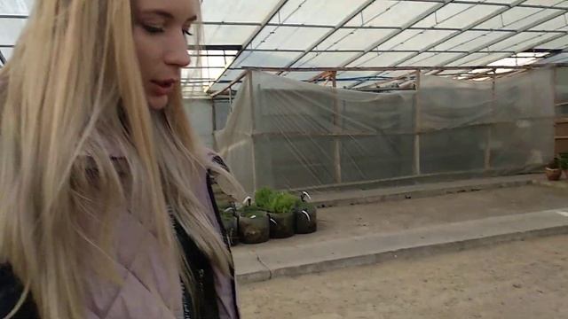 Базилик цветение смотреть онлайн
