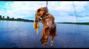 Ловля СОМА на РАКУШКУ на Западной Двине 2021. Наживка и снасть на сома. Рыбалка в Беларуси