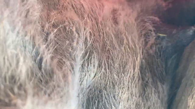 Как проходить процесс дойка верблюда (How the process of milking a camel goes) смотреть онлайн