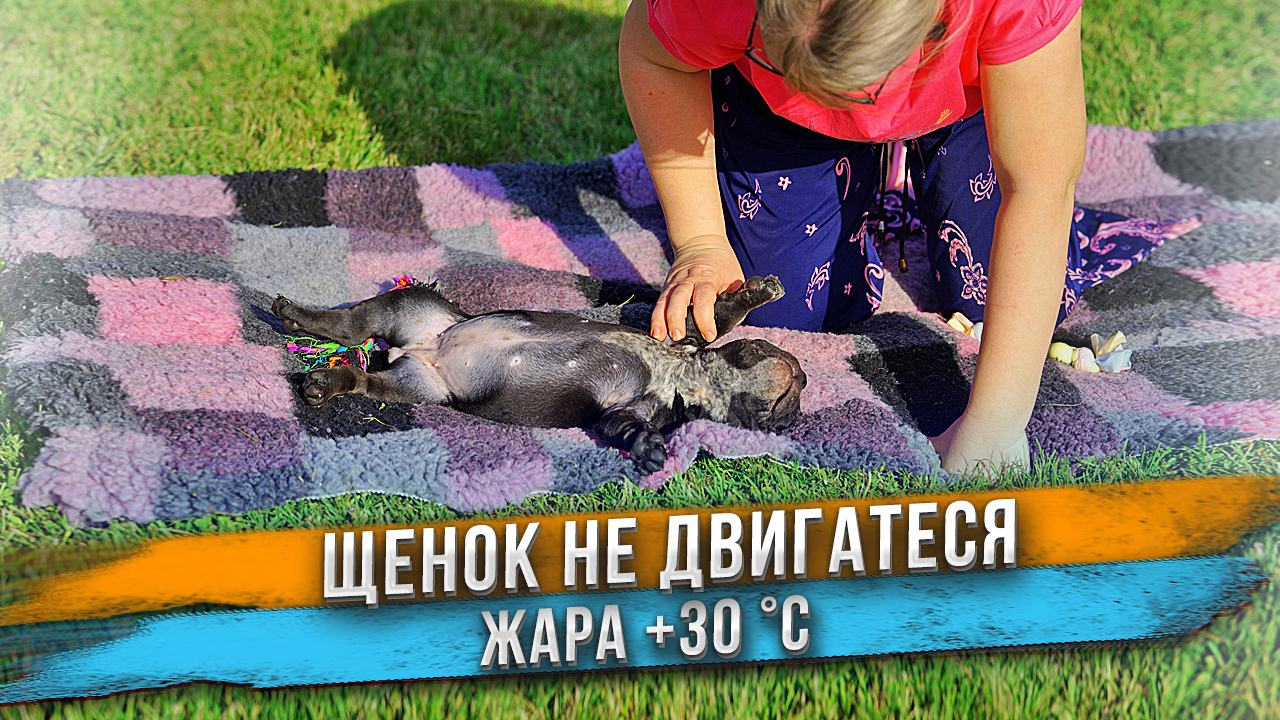 Щенок свалился от жары +30 °C ! Самая жаркая съёмка! смотреть онлайн