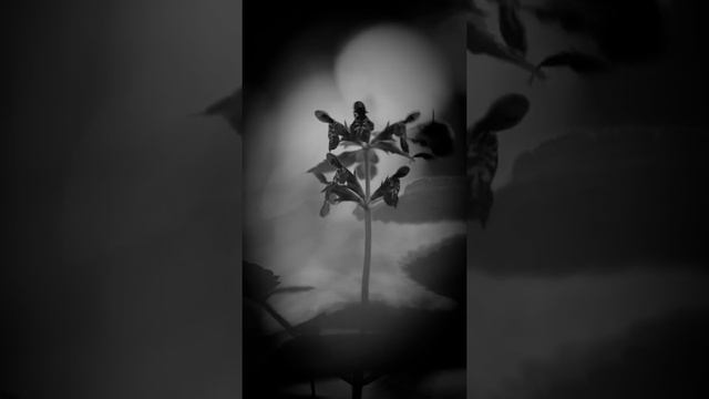 Stachys sylvatica смотреть онлайн