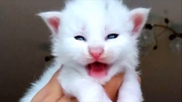 Девушка подобрала белого котёнка и оставила у бабушки. Она испытала шок, увидев каким тот вырос смотреть онлайн