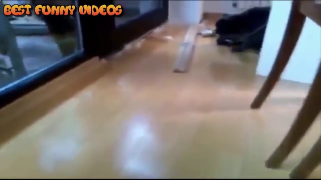 Самые смешные ролики про животных, приколы про кошек 2015