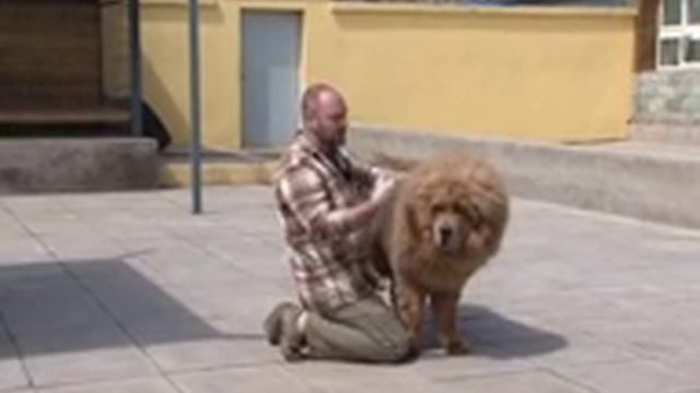 Планета собак Тибетский мастиф смотреть онлайн