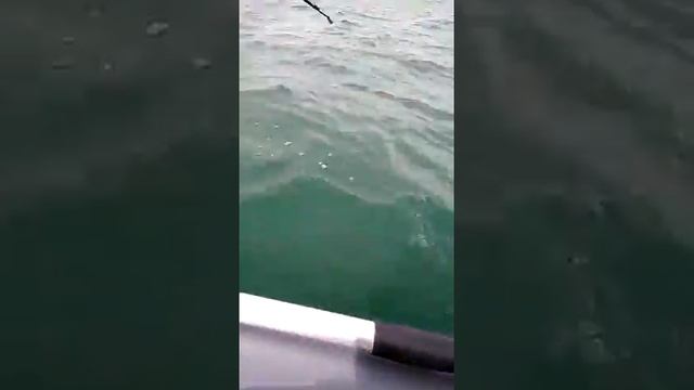 Сом на квок . Капчагай 2018 смотреть онлайн