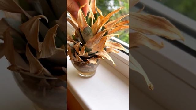 Експеримент?Вирощую Ананас з ананаса вдом?Як виростити Ананас⁉️поки так? #ананас #дача #вдома смотреть онлайн