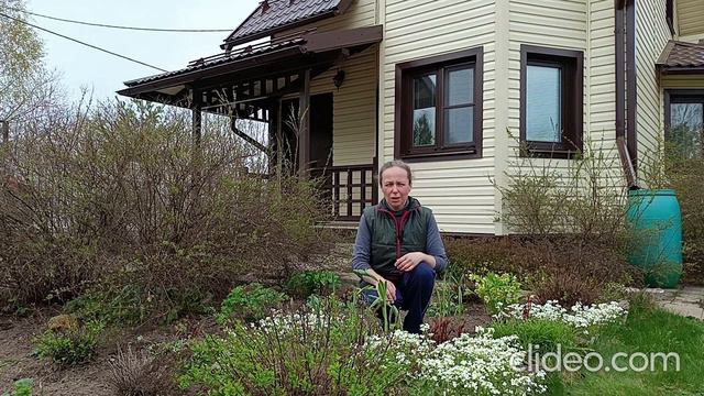 Арабис - тонкости выращивания смотреть онлайн