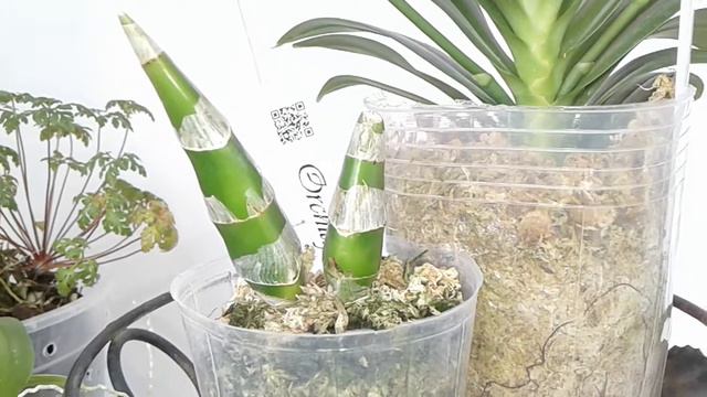 Орхідеї від Ірини Шебеко! Phal. Joy FAIRY TALE, Phal Brother Glory, Fredclarkeara After Dark смотреть онлайн