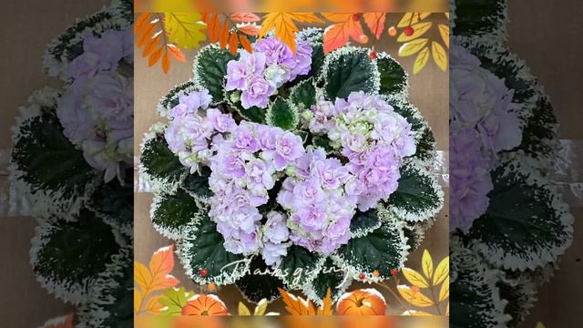 Огромные фиалки ! #фиалки #фиалкацветёт #фиалка #цветы #violet #shorts #violetgarden #цветоводство смотреть онлайн