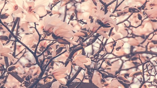 Весна идет / Vesenniye vody Fyodor Tyutchev смотреть онлайн