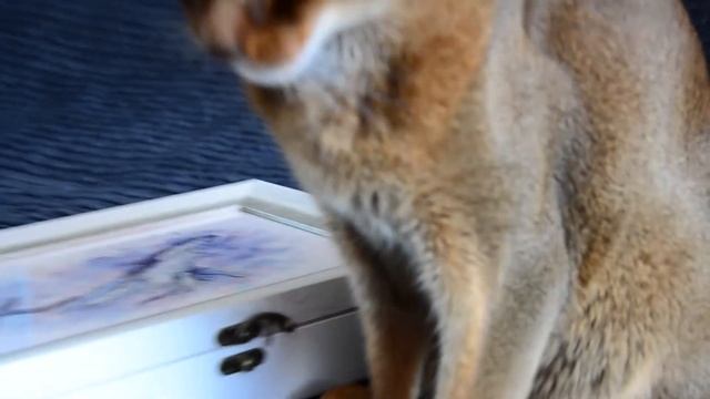 Вышивка от М.П.СТУДИЯ ГЛУБОКОВОДНАЯ ЖИЗНЬ, шкатулка из багета, украшенная абиссинским котом) смотреть онлайн