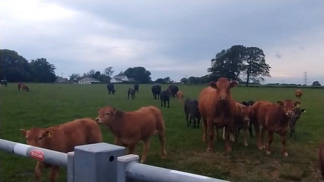 263. Продолжение: КАК ЖИВУТ В ВАЛЛИЙСКОЙ ДЕРЕВНЕ. смотреть онлайн