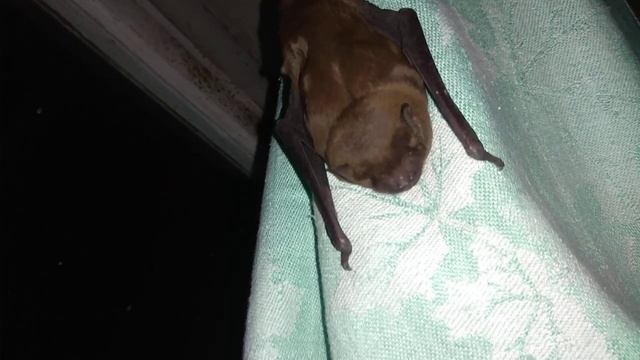 Кто это? ОСТОРОЖНО -УЛЬТРАЗВУК.Страшный зубастик улыбается на камеру.