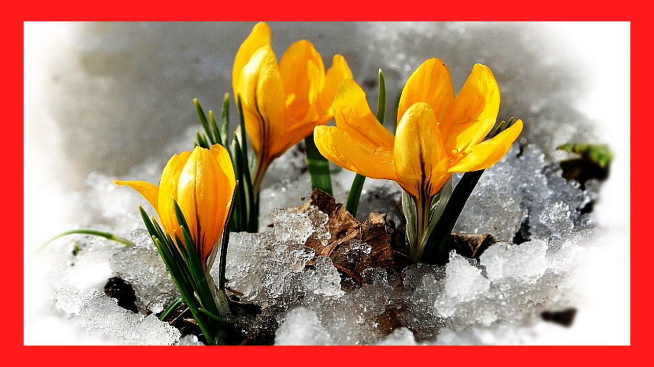 С Днем Подснежника! Подснежники первые весенние цветы.mp4 смотреть онлайн