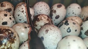 Инкубация перепелов без переворота ! 85% (140 из 160)!!!