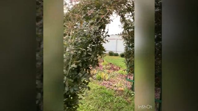 Роза плетистая Эксцельза? смотреть онлайн