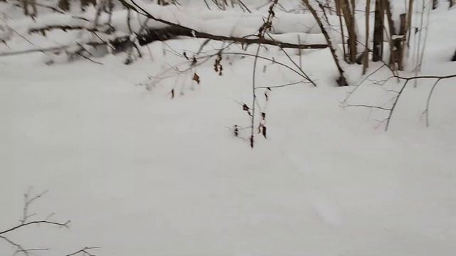 С молодежью морозный день в лесу ! смотреть онлайн