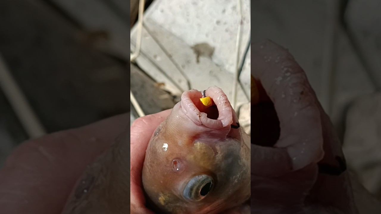 Лёша-тапкоед. смотреть онлайн