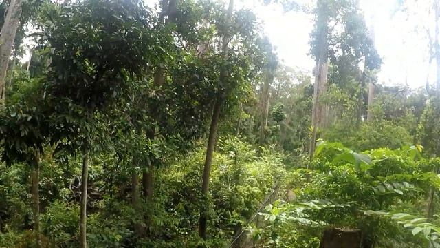 Сандакан & orang utan смотреть онлайн
