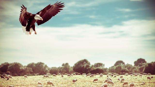 Смысл священных животных - типы строя психики. Правдозор смотреть онлайн