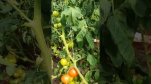 Томат Красный купол