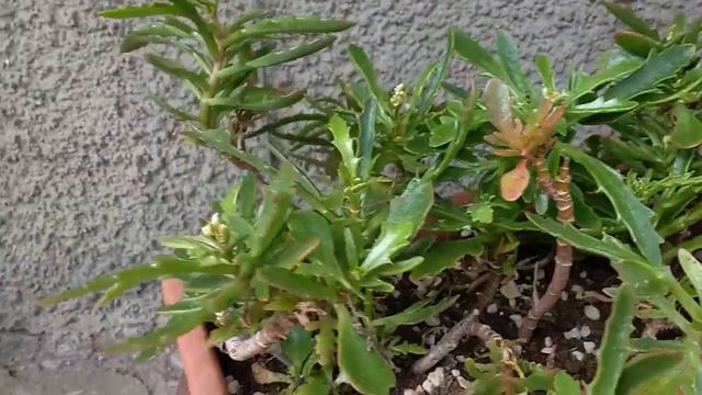 Kalanchoe Laciniata 'Christmas Tree Plant'
