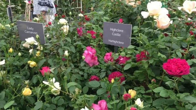 Цветочное шоу в Челси | май 2023 смотреть онлайн