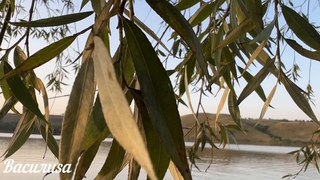 11 августа народный праздник Калинов День. Что нельзя делать. Народные традиции и приметы и суевери смотреть онлайн