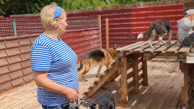 Смелый мальчик среди стаи собак