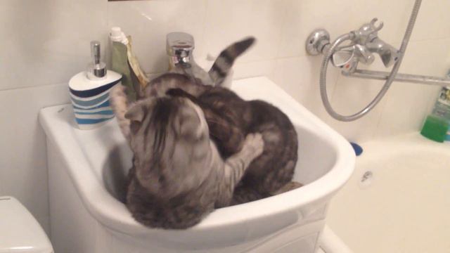 кошки дерутся в раковине смотреть онлайн