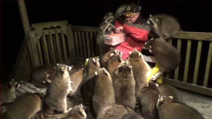 Массовое Вторжение Животных в Города смотреть онлайн