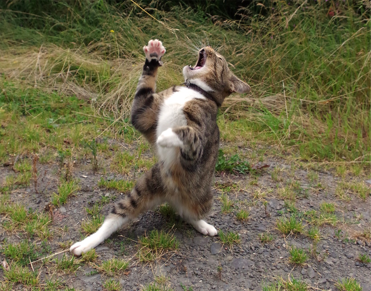 Этот Песик замучил канистру, все самые смешные и прикольные видео про собак! Ржа.mp4 смотреть онлайн