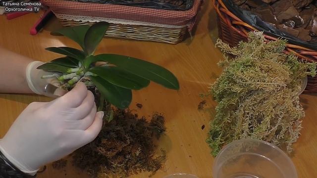 Корни ОРХИДЕИ рвутся из горшка ПОРА ПЕРЕСАЖИВАТЬ Распаковка посылки с нужностями для моих орхидей смотреть онлайн