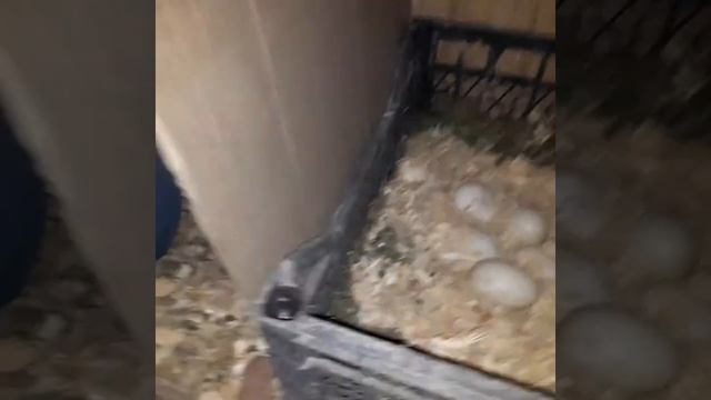 Новое гнездо для мускусной утки. смотреть онлайн