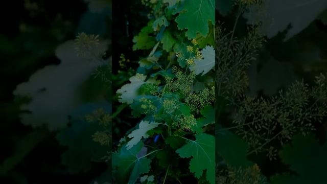 Маклея смотреть онлайн