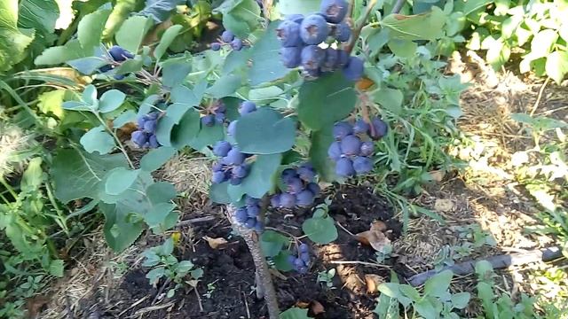 Ирга Мартин смотреть онлайн