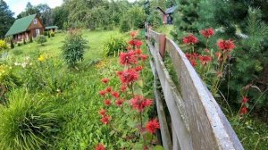 Монарда - от чего лечит, и как сделать эфирное масло. О полезных свойствах, посадка и уход.